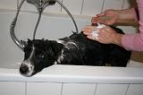 BAIN - BORDER COLLIE 006